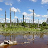 Celestun - Versteend bos
